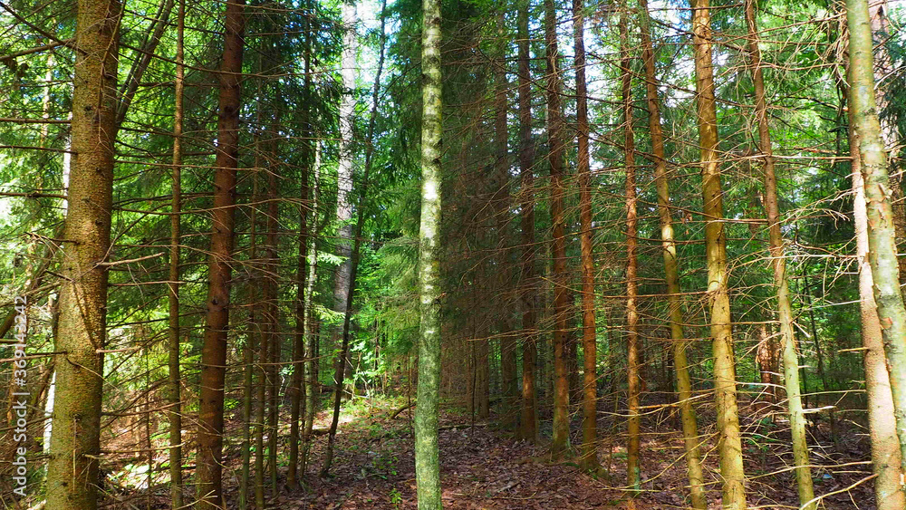Pine wild dangerous and beautiful forest. Virgin mysterious nature of European impenetrable forests. Pine wild dangerous and beautiful forest. Virgin mysterious nature of European impenetrable forests.