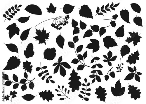 Tree leaves and plant seeds isolated nature and flora silhouette icons. Vector forest tree leaf of maple, birch, elm and chestnut, poplar, rowan berries and oak acorns, aspen and poplar sprout twigs