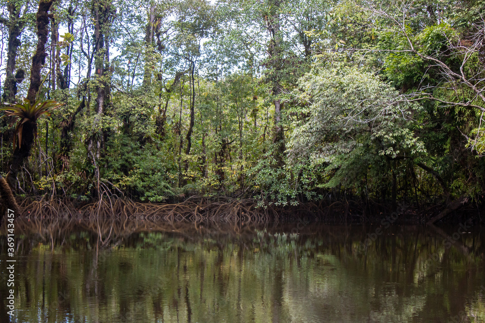 mangroves in estuaries at juanchaco, ladrilleros, colombia