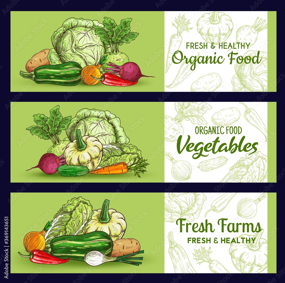 Farm vegetables sketch banners, vector veggies squash and potato, beetroot, onion with chili pepper and kohlrabi. Onion, carrot and chinese cabbage fresh vegetable organic vegan food, market store Farm vegetables sketch banners, vector veggies squash and potato, beetroot, onion with chili pepper and kohlrabi. Onion, carrot and chinese cabbage fresh vegetable organic vegan food, market store