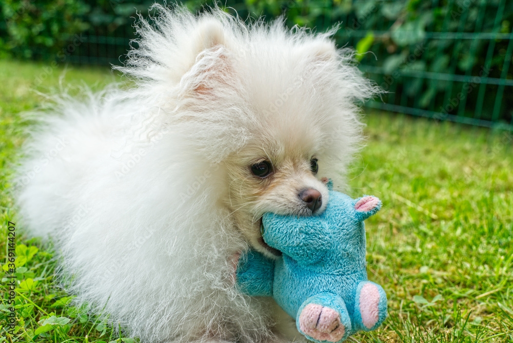 Cute dog with a chewing toy in mouth 