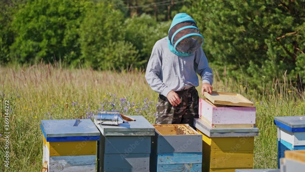Apiary among nature. Beekeeper takes frames with honey out from the hive . Experienced apiarist working near wooden beehives. Beekeeping concept. Apiary among nature. Beekeeper takes frames with honey out from the hive . Experienced apiarist working near wooden beehives. Beekeeping concept.