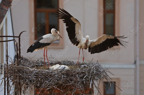 White stork, Ciconia ciconia, family in nest on old brick chimney in the middle of city. Two chicks and adult in nest while second parent landing with feed in beak. Urban wildlife. Nesting birds.