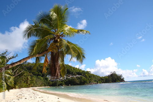 Heavenly wild white sand beach with an inclined palm tree coconut tree inclined on a turquoise blue water sea and granit rocks with green vegetation in Seychelles islands. La Digue, Mahe, Praslin