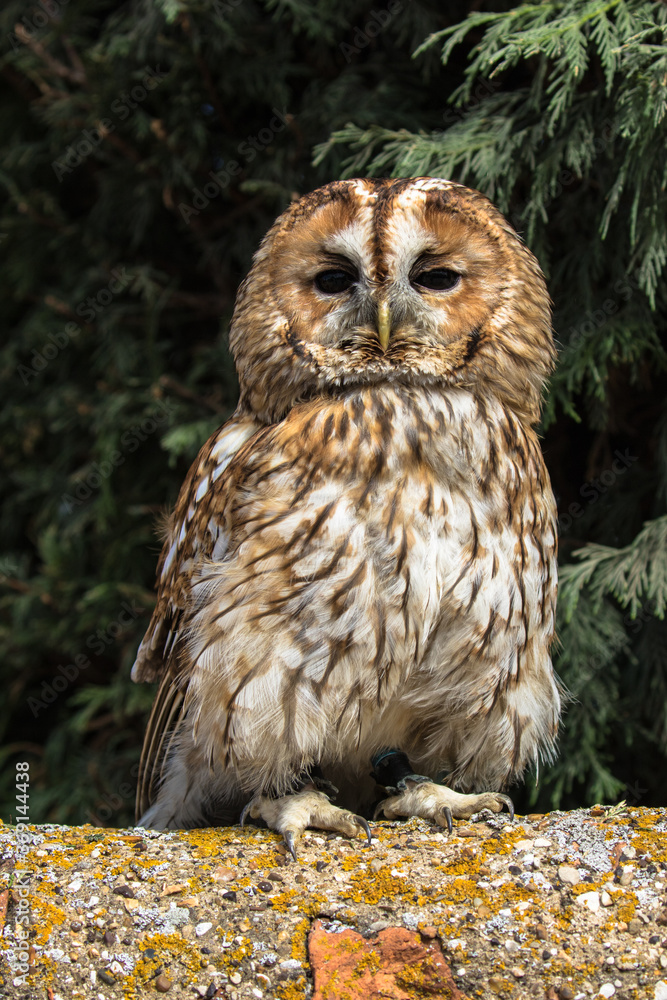 Fototapeta premium Tawny Owl, scientific name Strix aluco