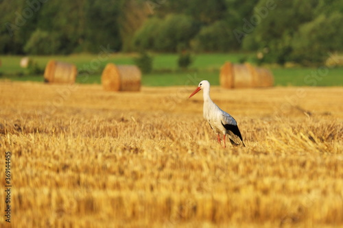 White stork, Ciconia ciconia, on has field surrounded by straw rolls. Stork looking for voles or mice after corn harvest. Bird in nature in the evening. Wildlife scene from Europe.