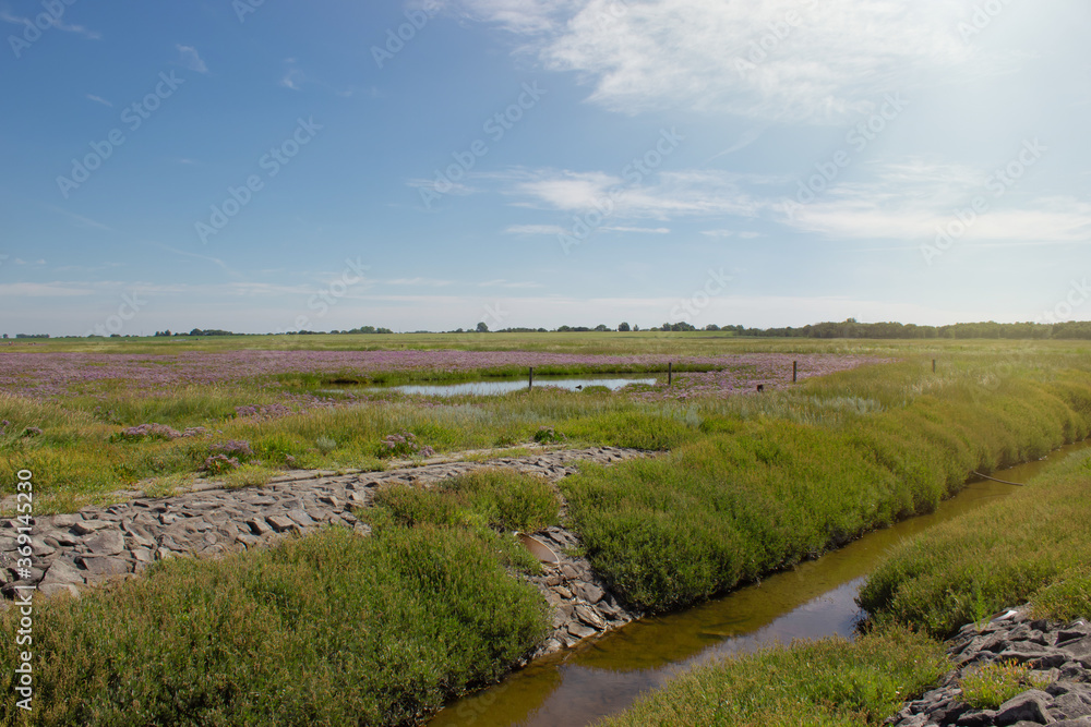 Scenic view of the national park Wadden Sea in Sehestedt, Germany at the Jade Bay, salt meadow with colorful blooming sea lavenders under vivid blue sky Scenic view of the national park Wadden Sea in Sehestedt, Germany at the Jade Bay, salt meadow with colorful blooming sea lavenders under vivid blue sky
