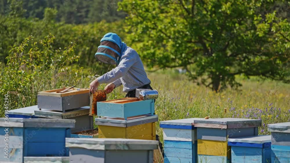 Farmer examining bees on a frame. Apiarist in protective hat looking at honeycomb on the apiary. Many beehives on green nature background. Farmer examining bees on a frame. Apiarist in protective hat looking at honeycomb on the apiary. Many beehives on green nature background.