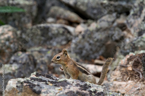 Chipmunk in the rocks © Noemie