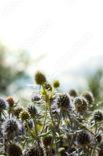 field of thistle on light background