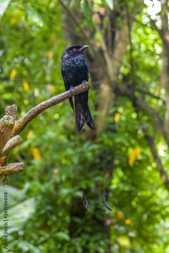 Fototapeta premium The greater racket-tailed drongo (Dicrurus paradiseus) is a medium-sized Asian bird which is distinctive in having elongated outer tail feathers with webbing restricted to the tips. 
