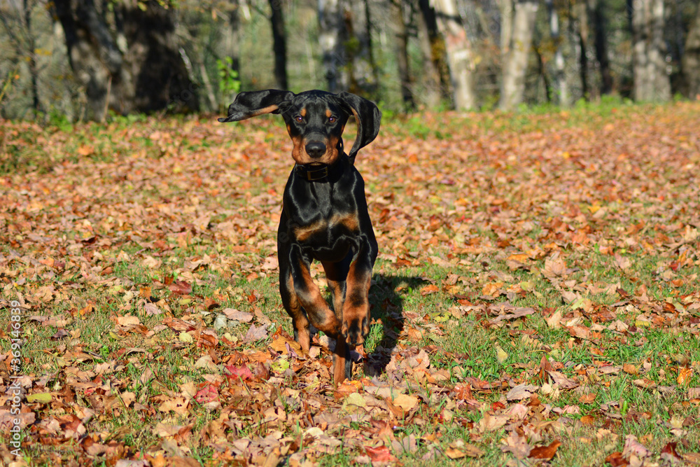 black and tan coonhound in autumn