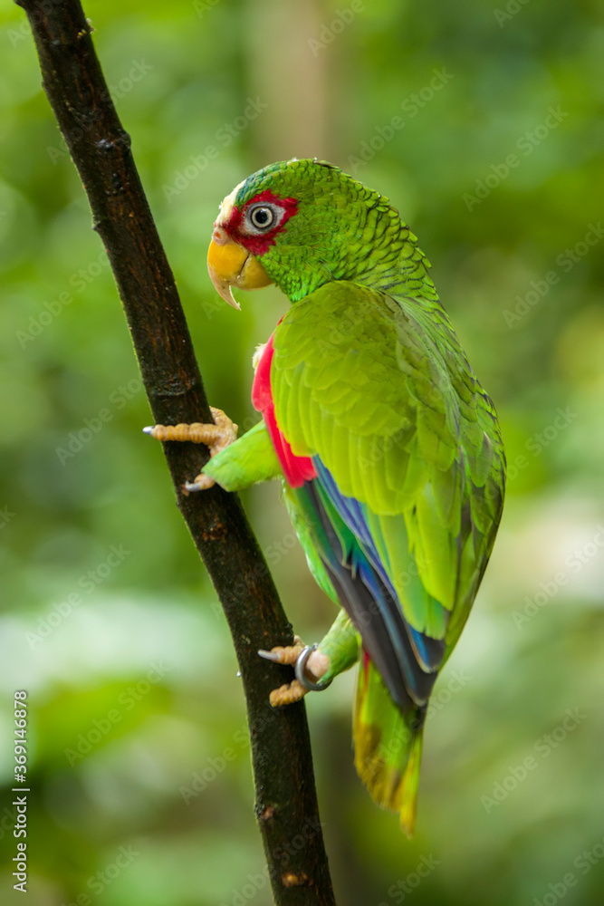 The white-fronted amazon (Amazona albifrons) is a Central American species of parrot. They can imitate a range from 30 to 40 different sounds. Has a long potential life span, usually around 40 years. The white-fronted amazon (Amazona albifrons) is a Central American species of parrot. They can imitate a range from 30 to 40 different sounds. Has a long potential life span, usually around 40 years.