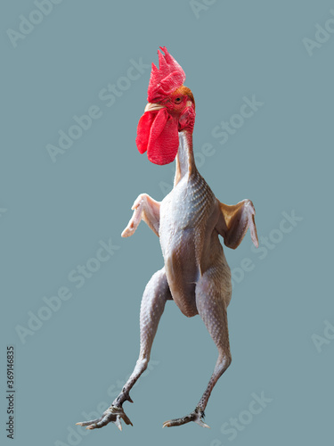 Funny plucked rooster without feathers