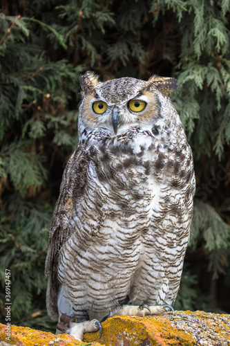 View of a Great Horned Owl