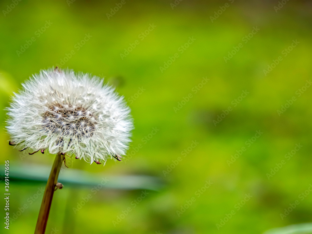 Obraz premium Dandelion Seeds