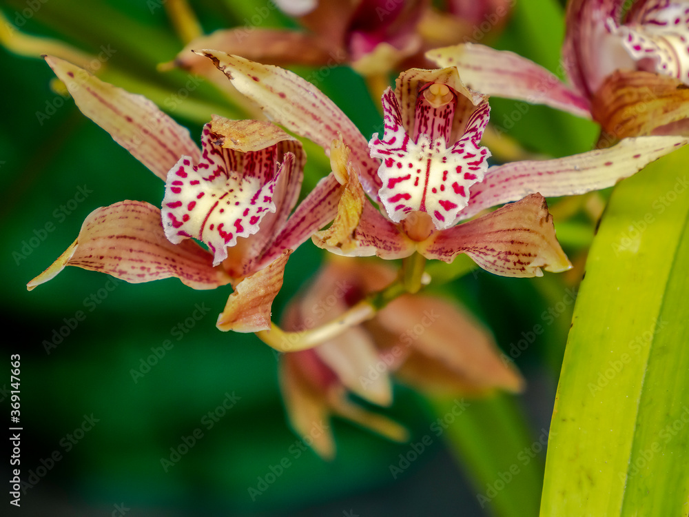 Obraz premium Tiger Orchid