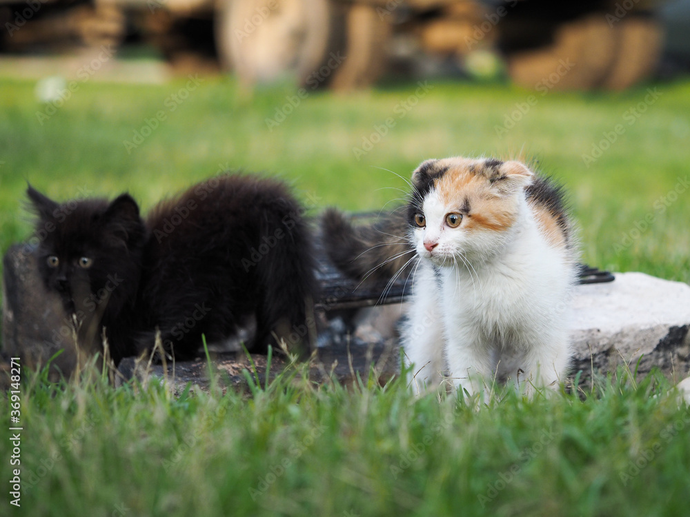 Cute cat and kitten in the grass