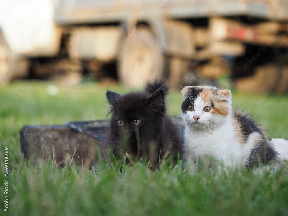 Cute cat and kitten in the grass Cute cat and kitten in the grass