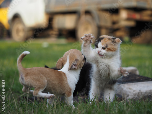 Obraz na płótnie Cat and dog fight. A blow with his paw