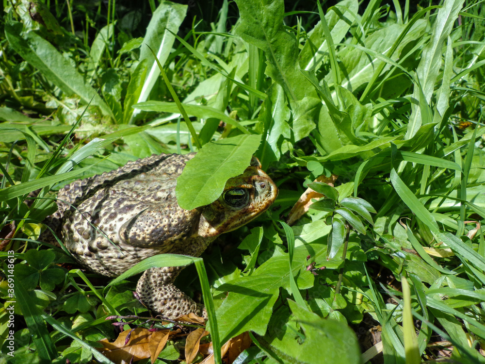 Fototapeta premium Toad resting in nature surrounded by green grass