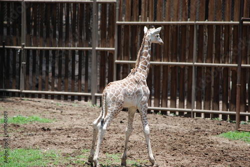 Canvas Print giraffe in zoo