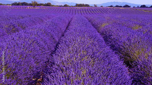 The lavender fields of Valensole Provence in France - travel photography 