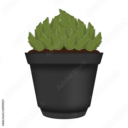 Vegetable or spice plant in a pot. Urban farming gardening - Vector