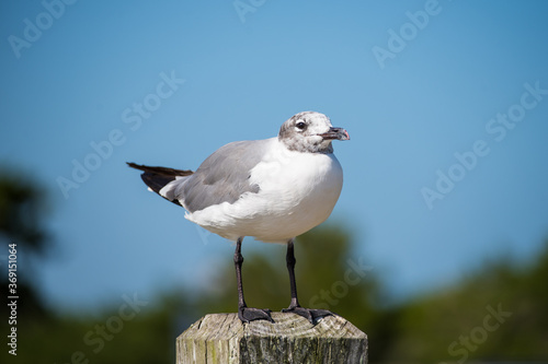 Seagull at the Beach