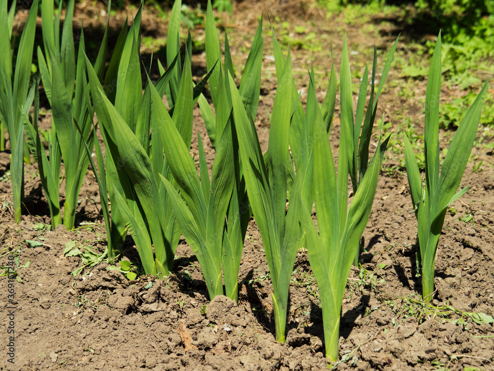 Large green leaves of a plant planted in the ground in a line, under the sun's rays. Large green leaves of a plant planted in the ground in a line, under the sun's rays.