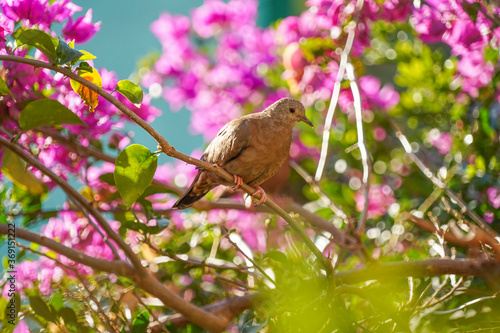Dove bird in a flower