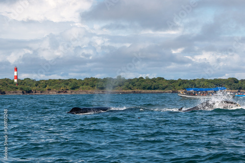 humpback whale watching at ladrilleros, colombia