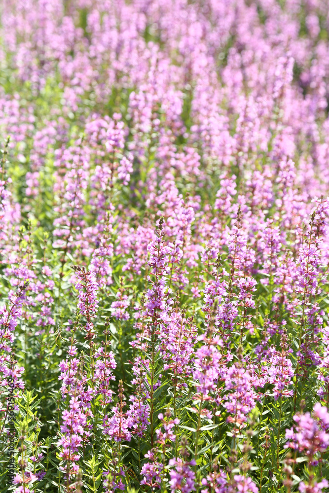 ミソハギの花