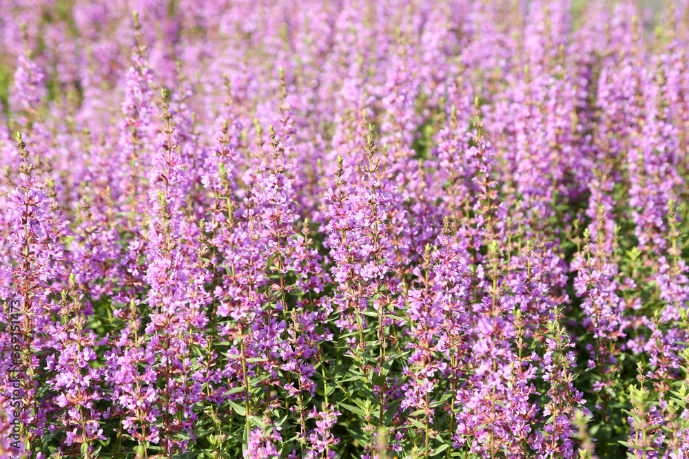 ミソハギの花 ミソハギの花
