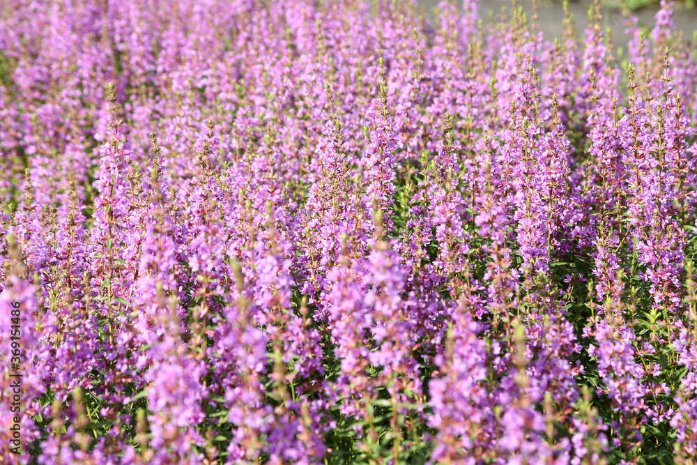 ミソハギの花