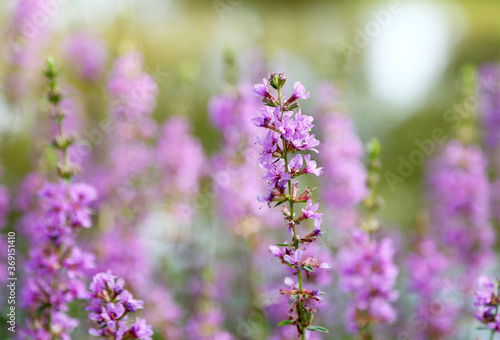 ミソハギの花