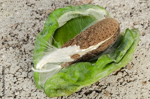 Point Of  Calopropis Procera Seed Cluster In Open Follicle photo