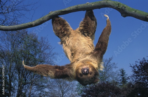 TWO TOED SLOTH choloepus didactylus HANGING UPSIDE DOWN FROM BRANCH AGAINST BLUE SKY photo