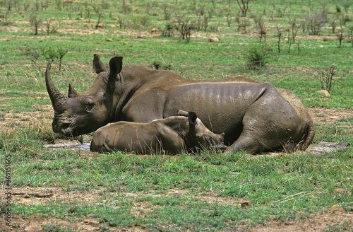 WHITE RHINOCEROS FEMALE AND YOUNG ceratotherium simum  LAYING DOWN IN A POOL OF WATER  SOUTH AFRICA