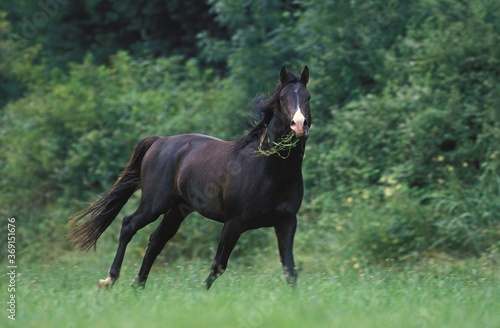 SHAGYA HORSE, ADULT WITH GRASS IN MOUTH AGAINST GREEN FOLIAGE