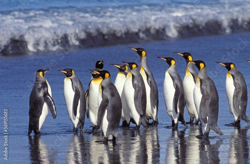 KING PENGUIN aptenodytes patagonica  COLONY IN SALISBURY PLAIN IN SOUTH GEORGIA