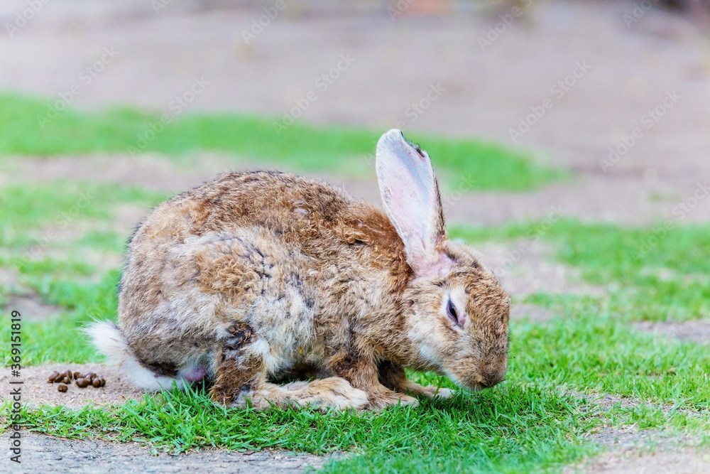 Fototapeta premium Beauty rabbit at zoo Thailand