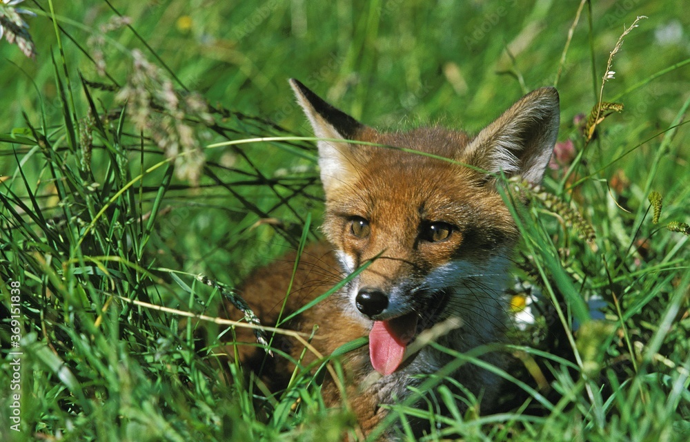 YOUNG RED FOX vulpes vulpes CAMOUFLAGED IN LONG GRASS YOUNG RED FOX vulpes vulpes CAMOUFLAGED IN LONG GRASS