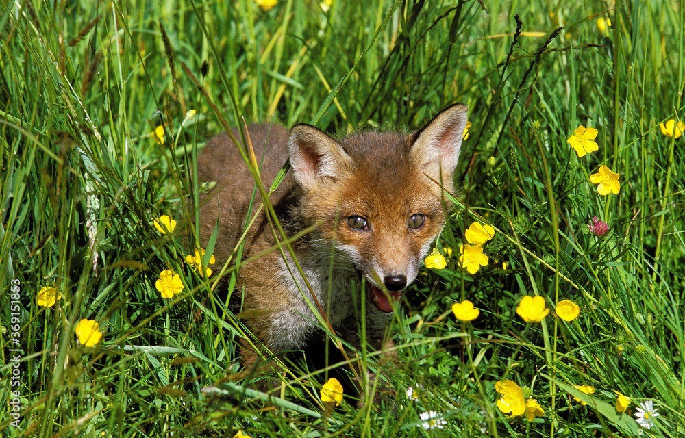Fototapeta premium YOUNG RED FOX vulpes vulpes CAMOUFLAGED IN LONG GRASS AND YELLOW FLOWERS