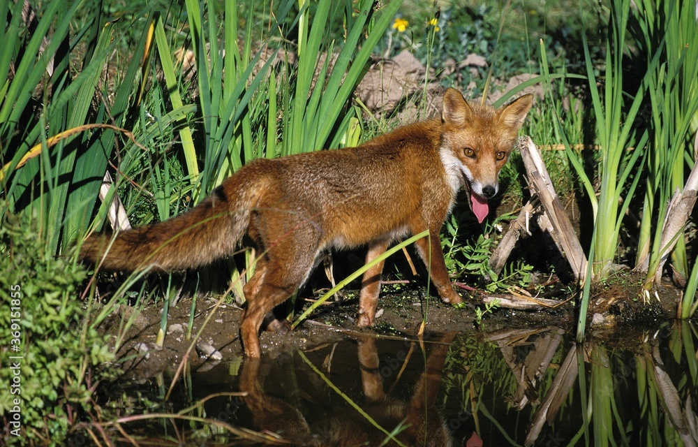 Obraz premium RED FOX vulpes vulpes STANDING AT POND EDGE