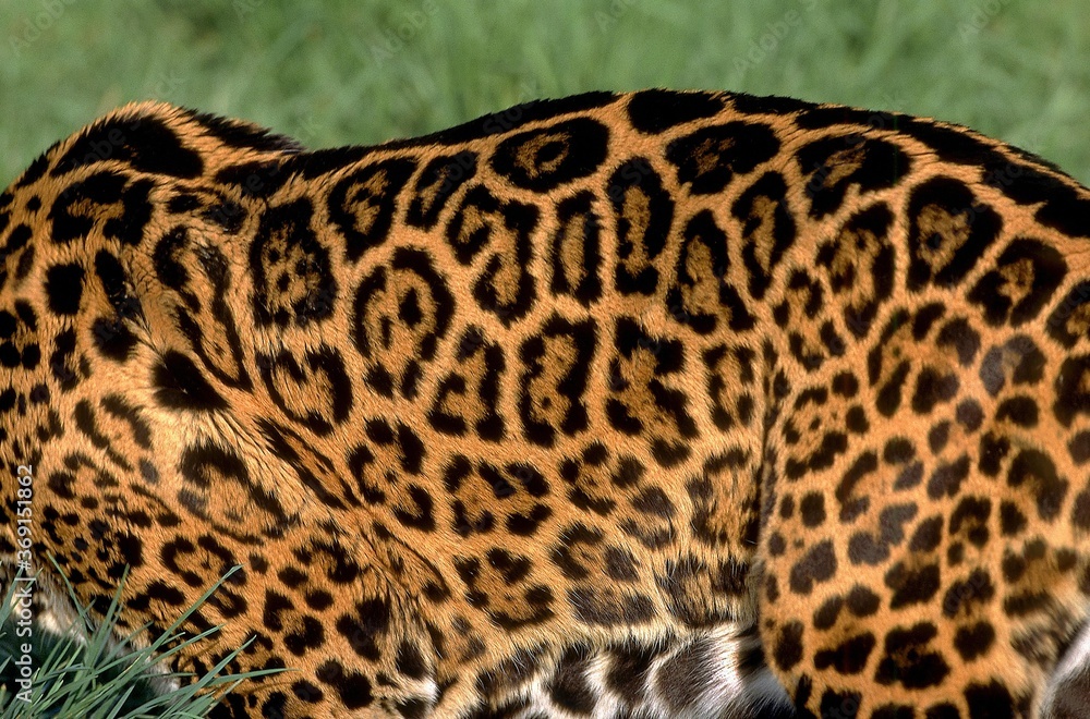 JAGUAR panthera onca, CLOSE-UP OF HAIR COAT JAGUAR panthera onca, CLOSE-UP OF HAIR COAT