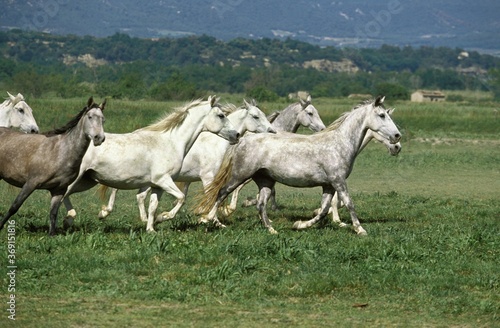 LIPIZZAN HORSE  HERD TROTTING THROUGH MEADOW
