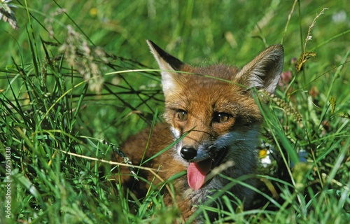 YOUNG RED FOX vulpes vulpes CAMOUFLAGED IN LONG GRASS