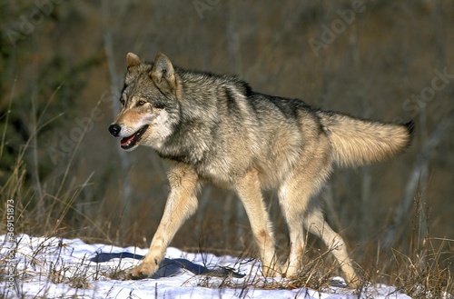 NORTH AMERICAN GREY WOLF canis lupus occidentalis, ADULT WALKING IN SNOW, CANADA