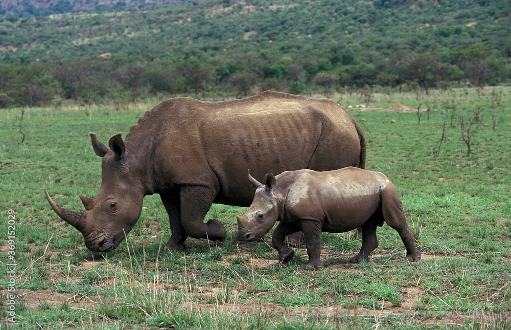 WHITE RHINOCEROS FEMALE AND YOUNG ceratotherium simum IN SOUTH AFRICA WHITE RHINOCEROS FEMALE AND YOUNG ceratotherium simum IN SOUTH AFRICA
